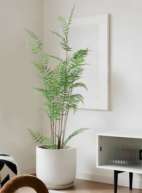 仿真金丝猴蕨假植物造景落地摆件