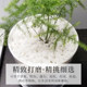 Natural white goose warm stone paving landscape decoration