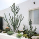 Simulated cactus plant landscaping interior decoration ornaments