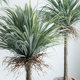 Simulated orchid tree green plant potted plant artificial tree ornaments