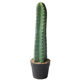 Cactus potted cactus landscaping decoration ornaments