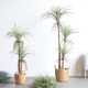 Simulated yucca tree potted green plants landscaping tropical plants