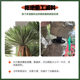 Simulated agave dracaena potted green plant ornaments