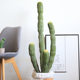 Simulated cactus, simulated cactus, Morocco