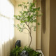 Simulated mazui wood green plant landscaping soft decoration landscape