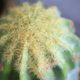 Simulated cactus, simulated cactus, Morocco