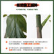 Simulated bread tree potted artificial tree plant landscaping bonsai
