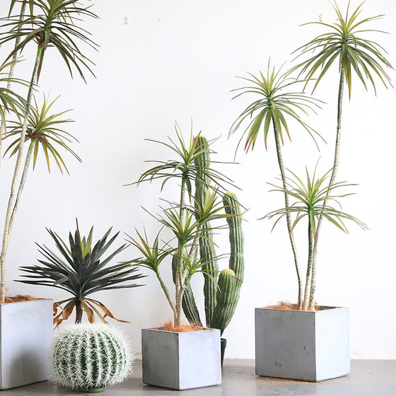 Simulated dragon blood tree with clipped leaves and horsetail iron fake tree potted plant