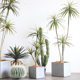 Simulated dragon blood tree with clipped leaves and horsetail iron fake tree potted plant