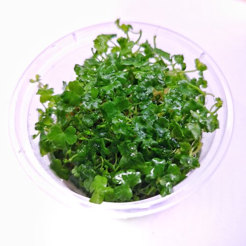 天湖葵 天胡荽  前景草 中景草 真水草 水族鱼缸装饰 活体水草 - 图1