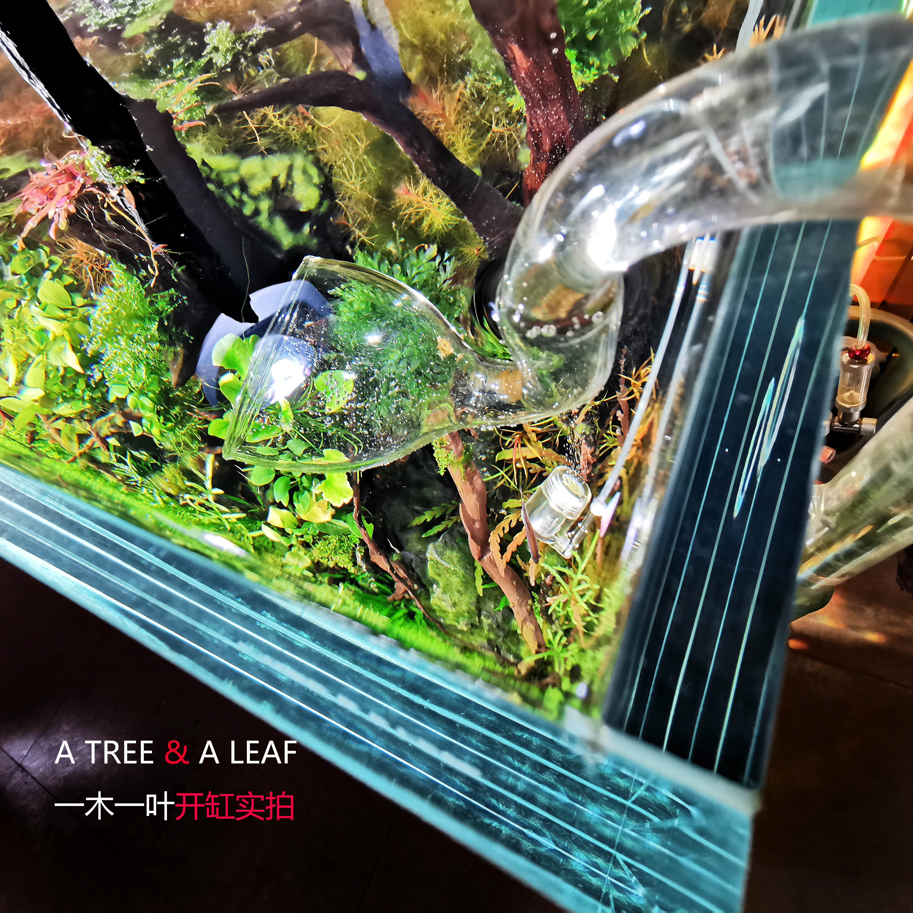 超白鱼缸 包邮 金晶超白 草缸 海水缸 造景缸一木一叶超白缸 - 图1