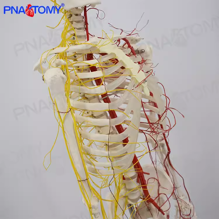 人体170CM骨骼神经血管骨架标本骨骼模型医用 - 图0
