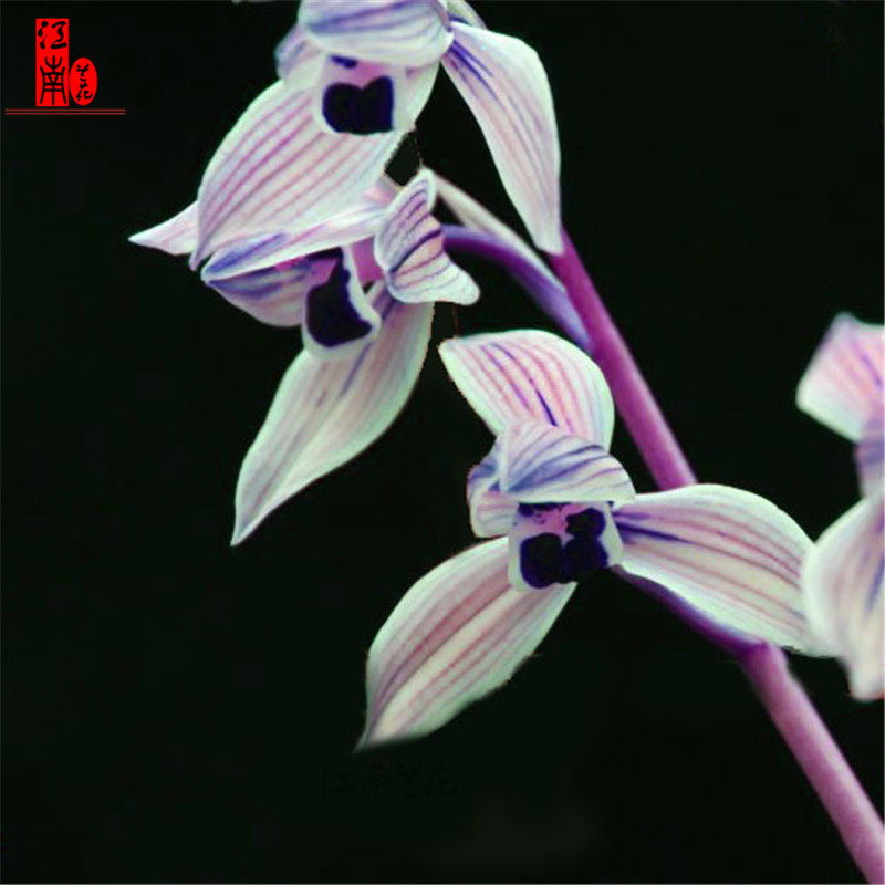 建兰四季兰花苗 紫月荷 精品好养夏带荷瓣浓香花苞出售 花卉盆栽