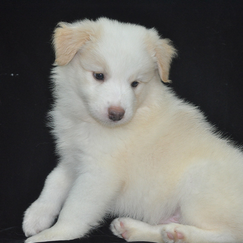 名犬之家纯种边境牧羊犬幼犬活体边牧宠物狗狗金边金色边牧黄白色