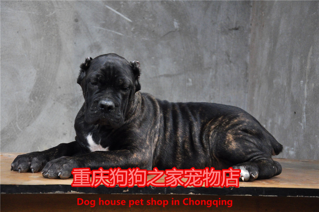 重庆狗狗之家宠物店名犬之家纯种黑色虎斑卡斯罗护卫犬幼犬出售 - 图0