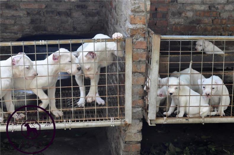 重庆猎犬繁殖基地纯种阿根廷杜高犬卡斯罗川东猎犬看家护院打猎狗 - 图3