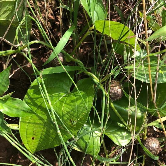 新鲜黄独 黄药子零余子 金钱吊虾蟆 香芋 黄狗头 土芋 雷公薯 - 图1