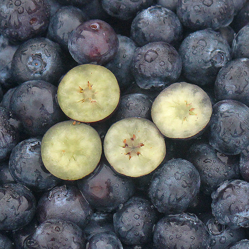 六井旗舰店丹东蓝莓大果新鲜500g鲜果蓝梅孕妇宝宝辅食当季水果护眼包邮0