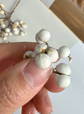 幼儿园手工圣诞节材料包小白果乌臼果冬菇草干果小花艺花材干花拍