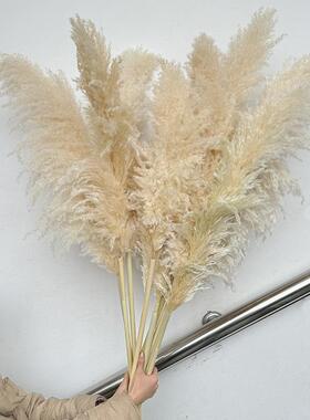 北欧风原色大芦苇干花婚庆原生态
