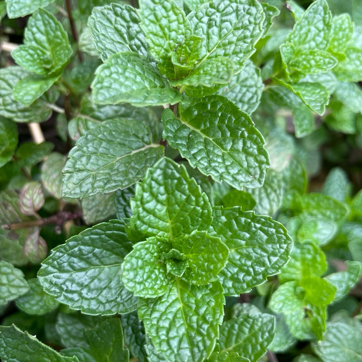 薄荷叶新鲜食用贵州特产野菜农家自种狗肉香留兰香鱼香菜火锅蔬菜-图1