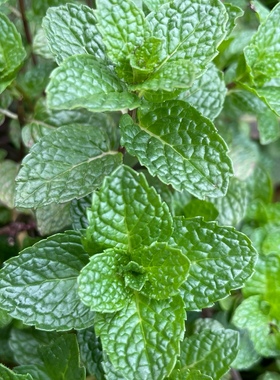 薄荷叶新鲜食用贵州特产野菜农家自种狗肉香留兰香鱼香菜火锅蔬菜