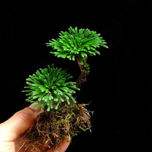 卷柏盆栽盆景菖蒲懒人植物防辐射九死还魂草天然绿色植物包邮 - 图1