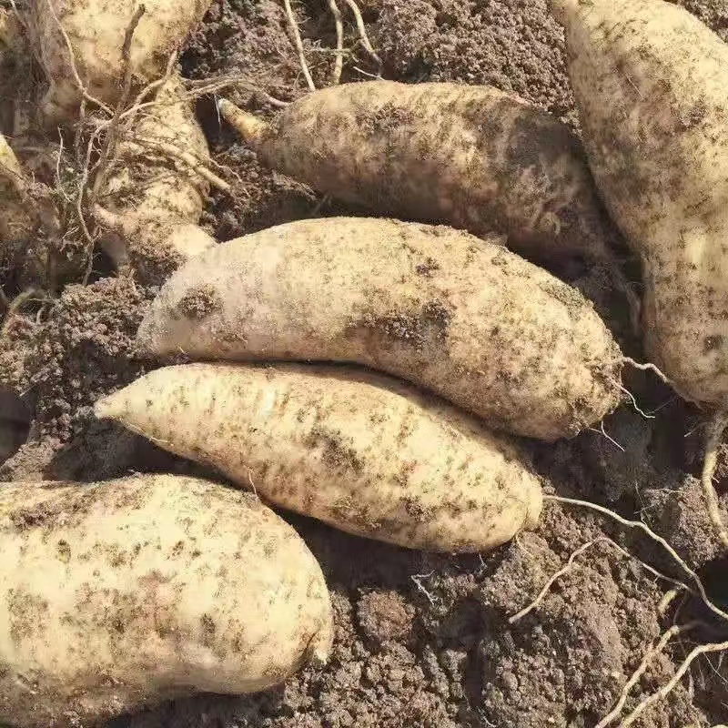 广东潮汕农家新鲜自种白皮黄肉番薯干粉糯板栗红薯香甜地瓜3斤5斤 - 图1