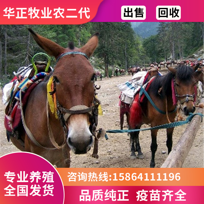 改良负重骡子养殖小骡子活体活骡出售肉骡子上山干活骡子马骡活物 - 图1