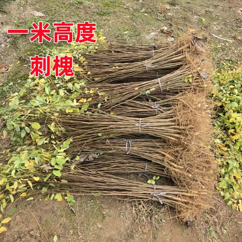 刺槐树苗紫穗槐树苗国槐树苗护坡固土矿山复绿荒山恢复绿化 - 图2