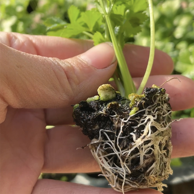 皇后芹菜苗幼苗西芹籽小香芹秧苗种子孑根芹菜基地四季蔬菜苗庭院 - 图2