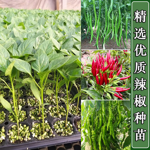 农家辣椒种子苗朝天椒线椒青杭椒辣椒种籽蔬菜种子孑秧苗盆栽四季 - 图0