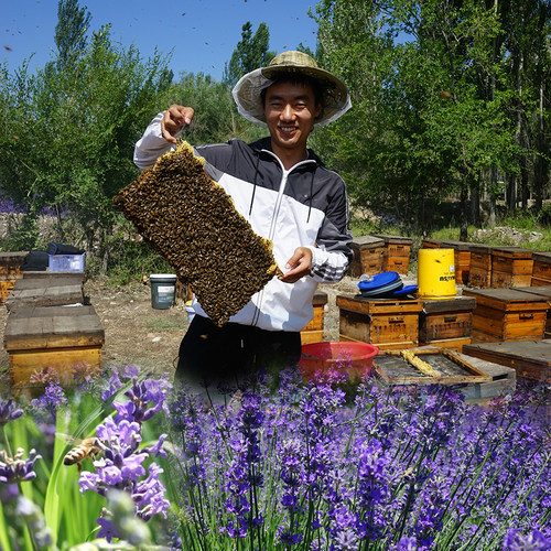 蜂蜜纯正结晶农家自产薰衣草蜜自家养土蜂蜜峰蜜安神助眠美容 - 图1