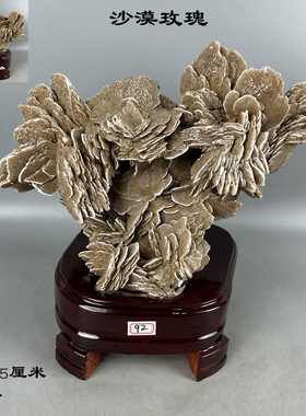 天然奇石沙漠玫瑰石菊螺菊石鸮头贝木化石贝壳古生物化石家居摆件