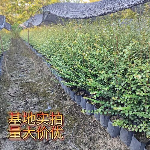 正宗小叶紫檀树苗木名贵细叶紫檀树苗珍稀盆景室内庭院四季常青 - 图2