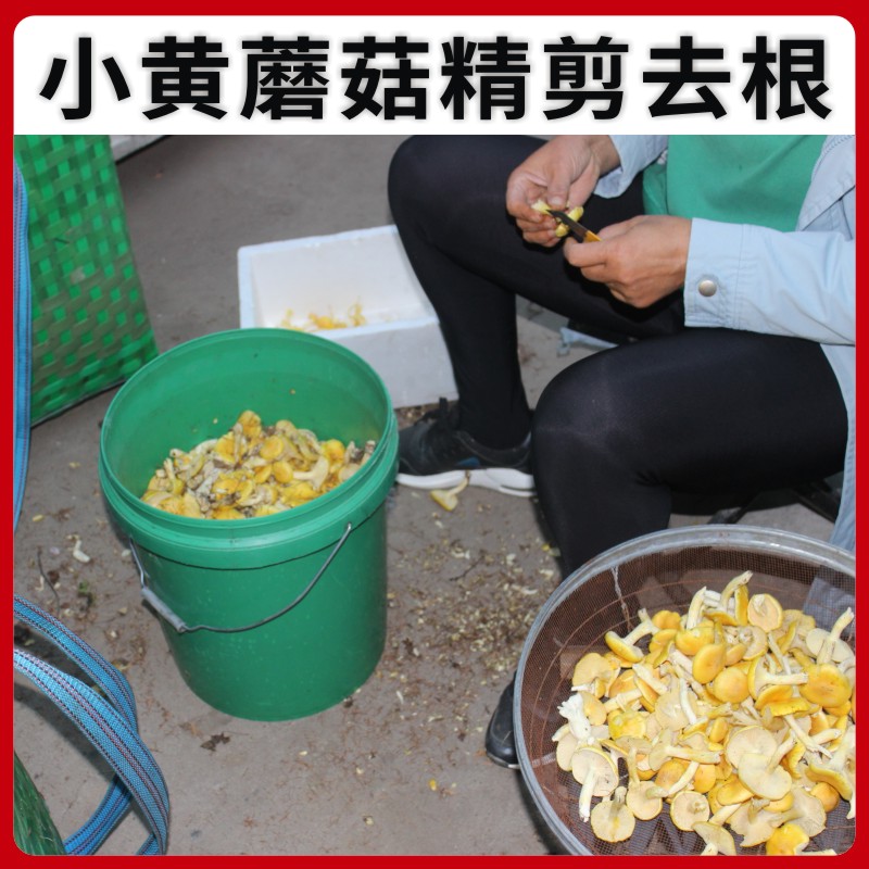 野生东北特产小黄蘑菇特干货级干松蘑500g小鸡炖新鲜黄油蘑阿尔山