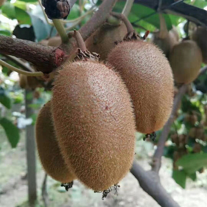 翠香正宗陕西猕猴桃绿心猕猴桃当季新鲜水果奇异果周至弥胡桃,淘宝优惠券,粉丝福利购,淘宝优惠卷