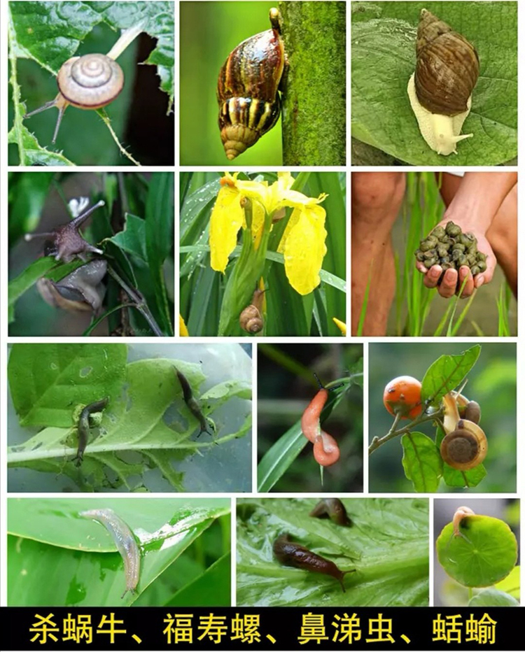 蜗牛药菜地杀蜗牛药鼻涕虫专用四聚乙醛四聚乙酫颗粒灭蜗牛杀虫剂 - 图0