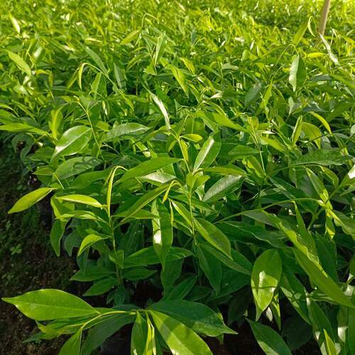 正宗奇楠沉香树苗名贵庭院绿化原土实生直生自然结香树苗沉香小苗 - 图2