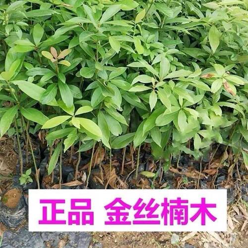 四川金丝楠木苗正宗金丝楠苗名贵小叶桢楠树苗金丝楠木苗楠木树苗 - 图2