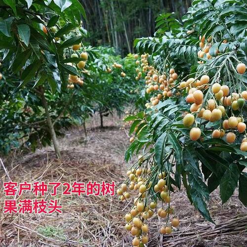 黄皮果苗大鸡心无核嫁接树苗阳台盆栽南北方种植庭院地栽当年结果 - 图2