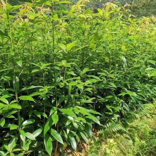 四川金丝楠木苗正宗金丝楠苗名贵小叶桢楠树苗金丝楠木苗楠木树苗 - 图3