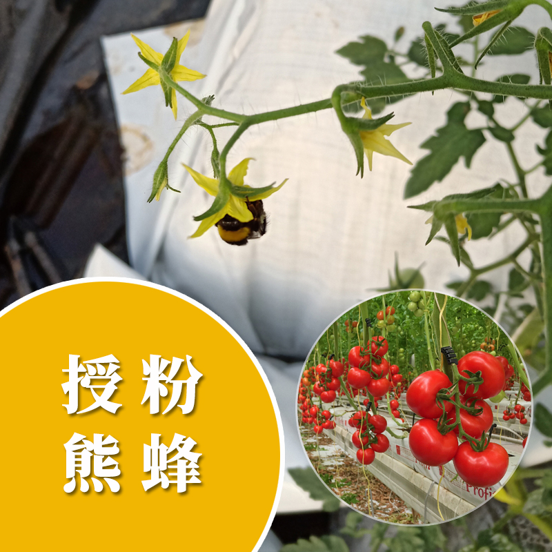 【工厂直发】蜂博士授粉熊蜂西红柿授粉雄蜂草莓授粉雄峰熊峰80只 - 图2