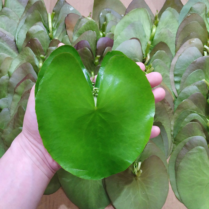 一叶莲水生水培植物花卉盆栽龟鱼虾缸水草浮萍水葫芦水芙蓉绿植 - 图0