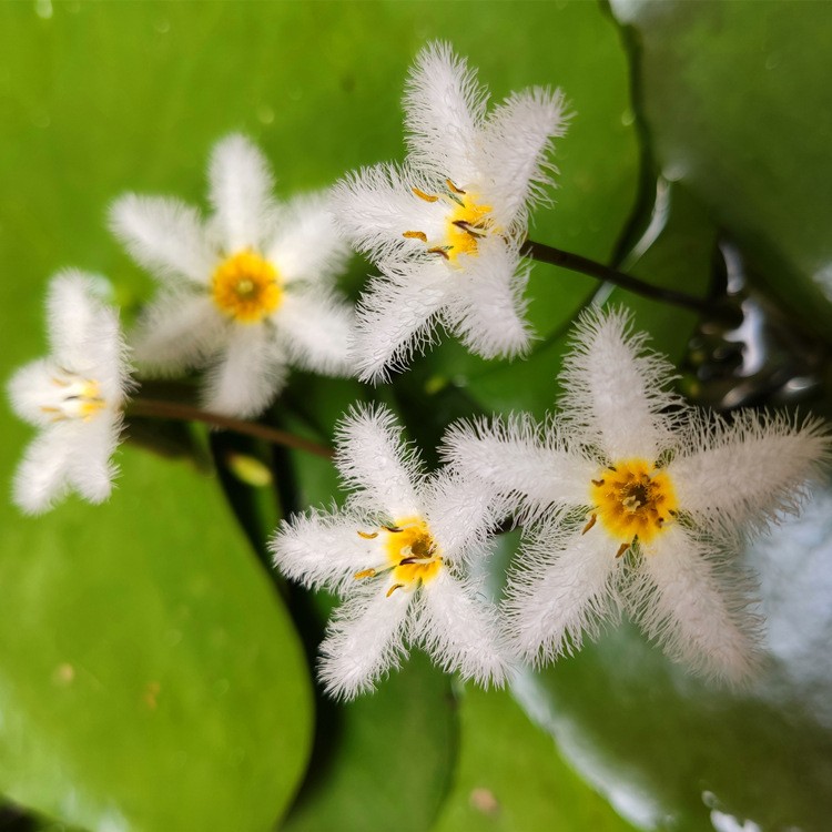 一叶莲水生水培植物花卉盆栽龟鱼虾缸水草浮萍水葫芦水芙蓉绿植 - 图1