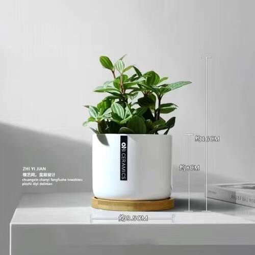 花卉盆栽植物室内四季易活轮叶豆瓣绿办公室绿植可爱盆栽植物耐阴 - 图2