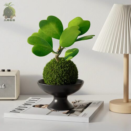 心叶球兰苔藓球ins风办公室桌面盆栽绿植净化空气趣味植物喜湿 - 图1