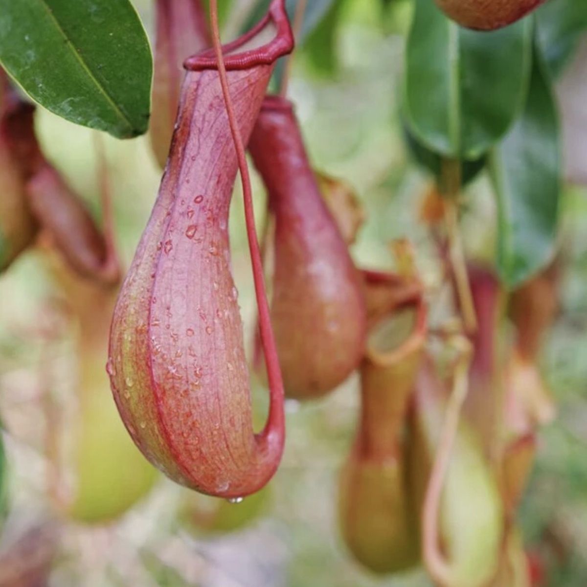 猪笼草桌面迷你绿植带猪笼食虫植物办公室内花卉绿植好养客厅招财 - 图1