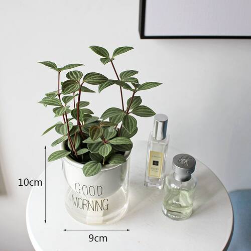 花卉盆栽植物室内四季易活轮叶豆瓣绿办公室绿植可爱盆栽植物耐阴 - 图1
