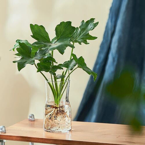 水培植物春羽盆栽绿植室内好养小天使水培龟背竹四季常绿春雨盆栽 - 图1